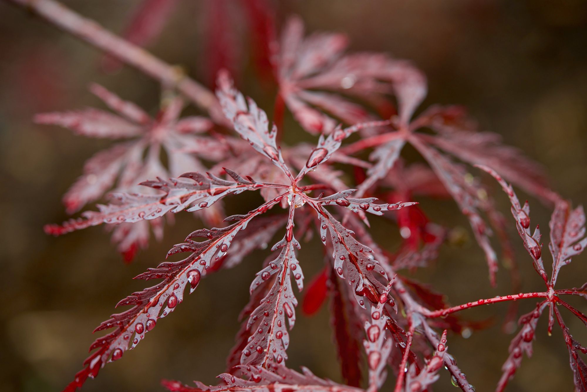 Japanese Maple